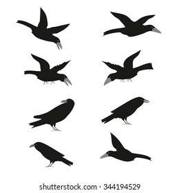Set of vector flat raven or crow. Raven bird in cartoon style. Raven vector set. Crow black vector set. Crow silhouette set. Crow vector set.