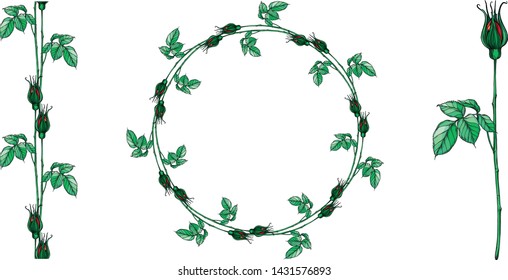 Set of vector floral arrangements with rose flowers.