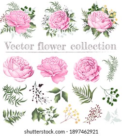 Set of vector floral compositions. Pink peonies, berries, gypsophila, green plants and leaves. Flowers and plants isolated on white background.