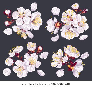 Set of vector floral compositions. Spring flowers of fruit trees. Inflorescence of pear, apple, cherry or plum. Realistic plants for your design,cards, banners, social media posts, pattern, textile