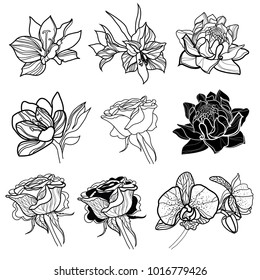 Set of vector floral design elements, freehand drawing - flowers and leafs