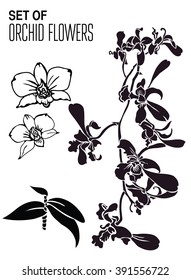 Set of vector floral design elements, freehand drawing - orchid flowers