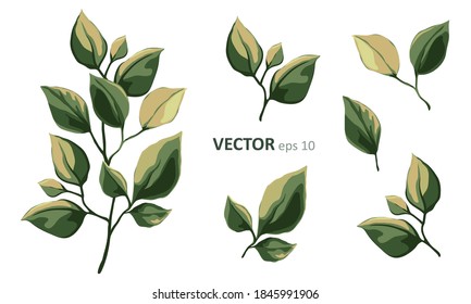 Set of vector floral elements. Arrangements botanical illustration for poster, greeting card or invitation design. Colorful leaf and green leaves isolated on white background.