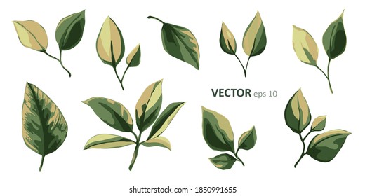 Set of vector floral elements. Arrangements botanical illustration for poster, greeting card or invitation design. Colorful leaf and green leaves isolated on white background.