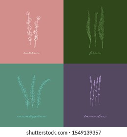 Set of vector floral elements bamboo, fern, cotton and snowberry. Hand drawn line illustrations