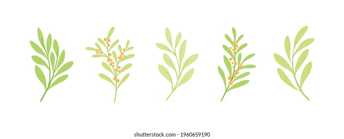 Set of vector floral elements. Hand drawn leaves isolated. Botanical illustration for decoration, print design.