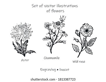 Set of vector floral illustrations. Set of flowers aster, chamomile, wild rose. Set of vector flowers.	