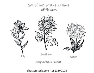 Set of vector floral illustrations. Set of flowers lily, sunflower, aster. Set of vector flowers.