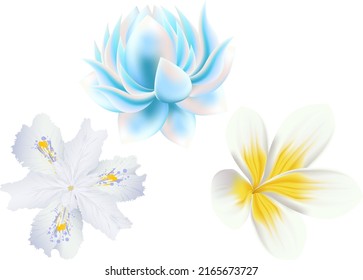Set of vector floral illustrations. White, yellow, blue flower on an isolated white background. Collection of individual elements for decoration, magic compositions, bouquets, wreaths, wedding invitation