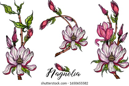 Set of vector flower arrangements with Magnolia flowers. Delicate romantic pink magnolias.
