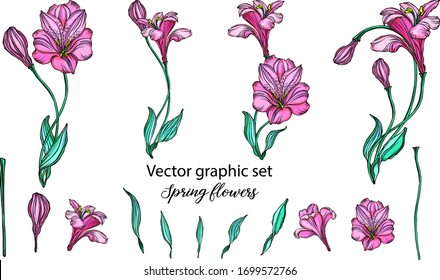 Set of vector flower compositions. . Lily.