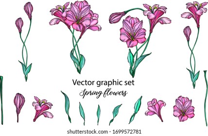 Set of vector flower compositions. . Lily.