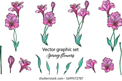 Set of vector flower compositions. . Lily.