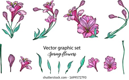 Set of vector flower compositions. . Lily.