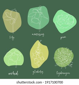 conjunto de flores vectoriales dibujadas con un contorno blanco, hidrangea vectorial, gladiolus, orquídea, daffodil, peonía
