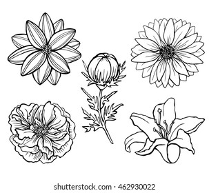 Set of vector flowers isolated on background. For greeting cards and invitations of wedding, birthday, mother's day, holiday. Doodle style. Cloth design, paper, wrapping. Eps10. Rose,lily,chamomile