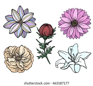 Set of vector flowers isolated on background. For greeting cards and invitations of wedding, birthday, mother's day, holiday. Doodle style. Cloth design, paper, wrapping. Eps10. Rose,lily,chamomile