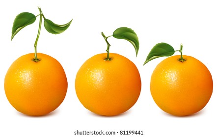 Set of vector fresh ripe oranges with leaves.