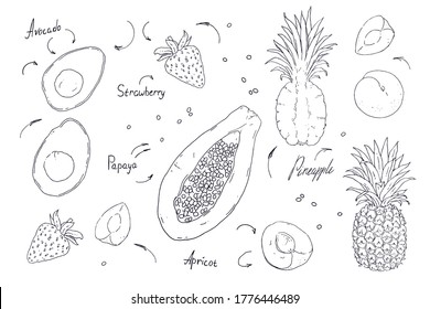 Conjunto de frutos vectoriales y bayas aisladas en fondo blanco. Obra de verano exótica para trabajar a mano. Contorno en blanco y negro.
