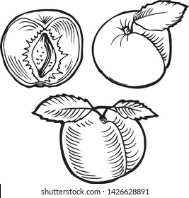 Set of vector fruits: peach, plum, apricot. Hand drawn collection for design, isolated on white. Black lines sketch