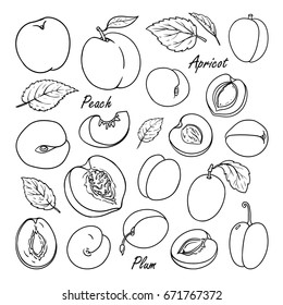 Set of vector fruits: peach, plum, apricot. Hand drawn collection for design, isolated on white. Black lines sketch