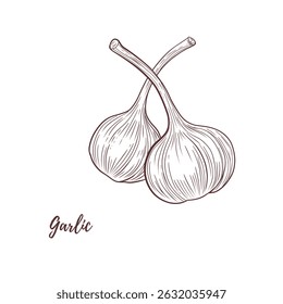 Conjunto de arte vetorial linha de alho, linha gráfica medicina da saúde da especiaria da erva. especiarias de alho para peixes para cozinhar. Gravura. Colhe. Ótimo para qualquer design, têxtil, menu, embalagem