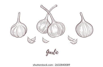 Conjunto de arte vetorial linha de alho, linha gráfica medicina da saúde da especiaria da erva. especiarias de alho para peixes para cozinhar. Gravura. Colhe. Ótimo para qualquer design, têxtil, menu, embalagem