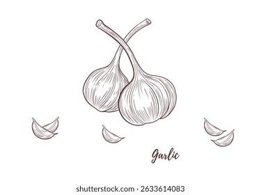 Conjunto de arte vetorial linha de alho, linha gráfica medicina da saúde da especiaria da erva. especiarias de alho para peixes para cozinhar. Gravura. Colhe. Ótimo para qualquer design, têxtil, menu, embalagem