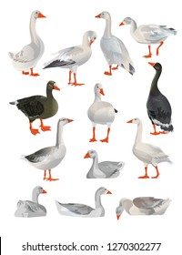 Set of vector geese in different poses. Illustration isolated on white background.