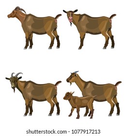 Set of vector goats. Illustration isolated on white background