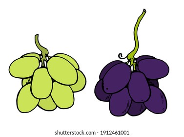 a set of vector grapes in green and purple colors hand drawn in sketch style isolated elements on a white background for a design template