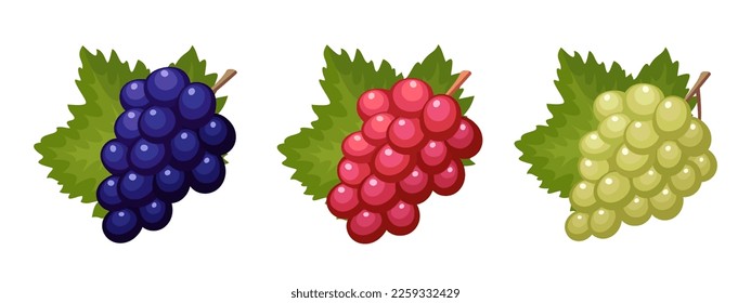 Set of vector grapes isolated on white background