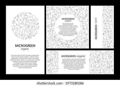 Set of vector graphic frames and templates with microgreens. Herbs - peas, sunflowers, onions, corn, basil, porcelain rose, spinach, salad, collaby, barley, tatsoy on a white background