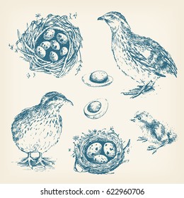 Set of vector graphic illustrations of quail, chick, eggs and nest of quail. Hand drawn engraving style. Vintage design.