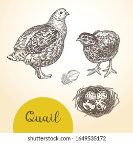 Set of vector graphic illustrations of quails and quail eggs