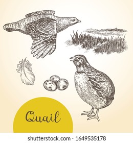 Set of vector graphic illustrations of quails, quail eggs and countryside