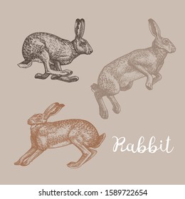 Set of vector graphic illustrations of rabbit, hare. Line style