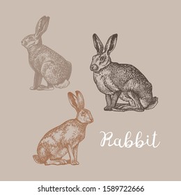 Hare Rabbit Wild Animal Isolated Sketch Stock Vector (royalty Free 