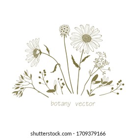 Set of vector graphic plants and flowers, close-up for design and invitations.