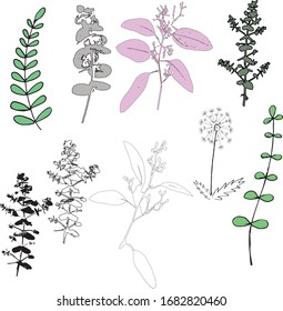 Set of vector graphics branches, leaves and inflorescences collected in the herbarium