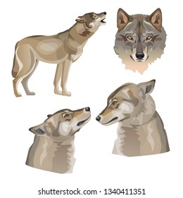 Set of vector gray wolves. Illustration isolated on white background