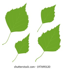 Set of vector green birch leaves on the white background for your design