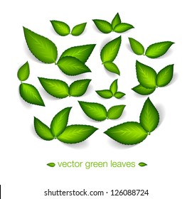 A set of vector green leaves