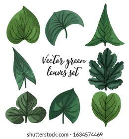 Set of vector green leaves. Leaves of different shapes