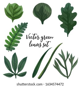 Set of vector green leaves. A vector illustration. Leaves of different shapes