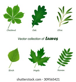 set of vector green leaves on white background