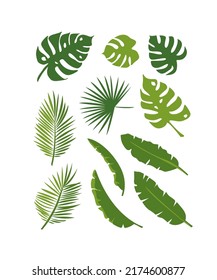 Set of vector green palm tropical leaves on white background