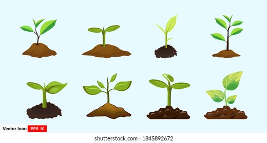 Set vector of green plant grows in isolated soil against a white background. Vector illustration.