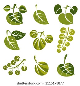 Set of vector green spring leaves isolated on white. Ecology theme design elements, gardening symbols collection. Natural icons set.