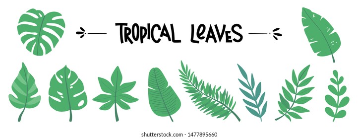 Set of vector green tropical leaves. Palm leaf collection in hand-drawn style. Elements of exotic plants isolated on a white background for print, design, decoration, poster, postcard.